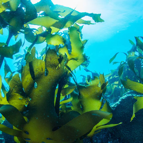 A skincare breakthrough: The benefits of Red Seaweed in skincare