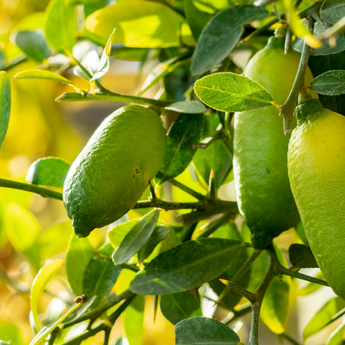 Natural AHA’s in skincare