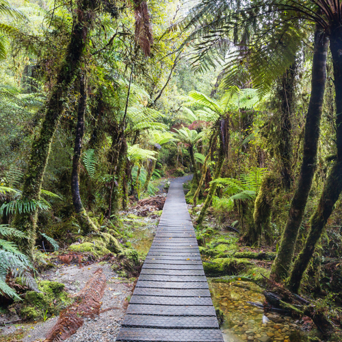 Harnessing New Zealand’s native bioactives, where possible.